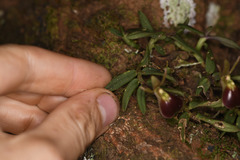 Epidendrum porpax