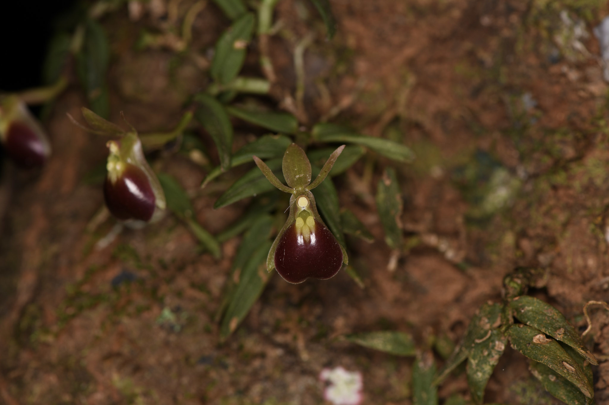 Epidendrum porpax
