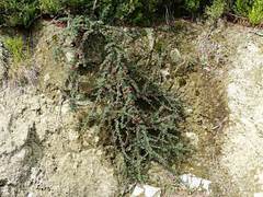 Cotoneaster microphyllus