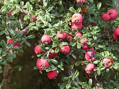 Cotoneaster microphyllus