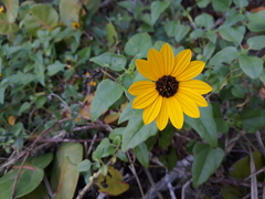 Helianthus debilis image
