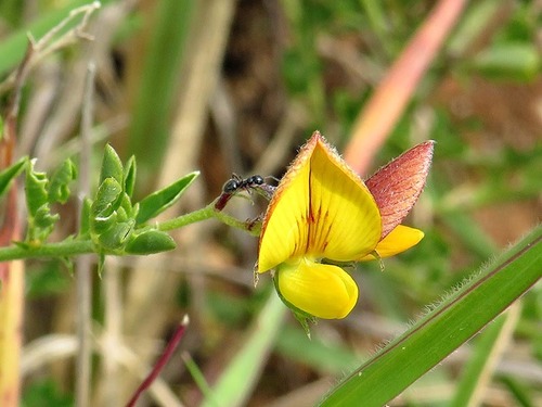 thicket rattlebox (Crotalaria virgulata)