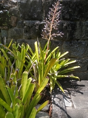 Portea petropolitana