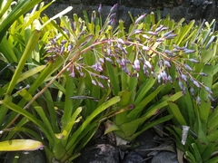 Portea petropolitana