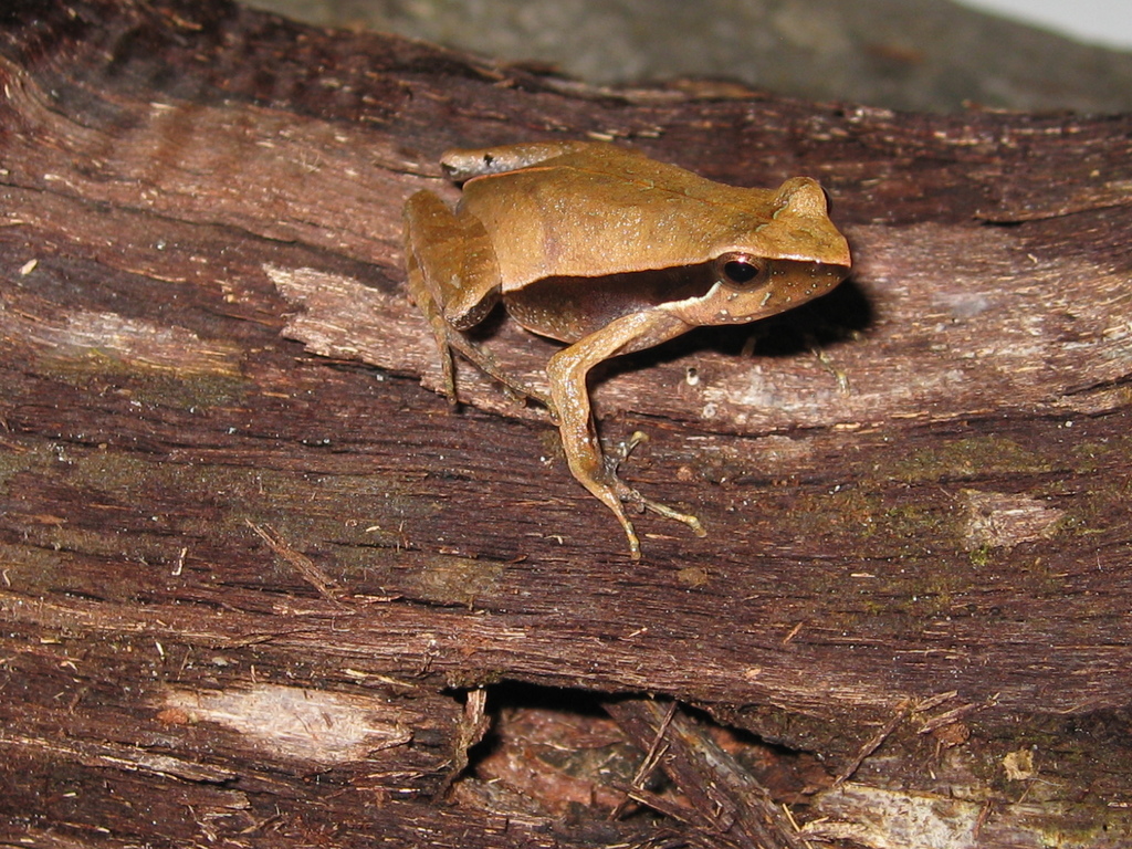 Physalaemus orophilus