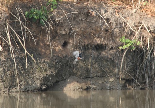 Giant Kingfisher