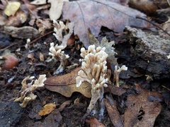 Thelephora anthocephala