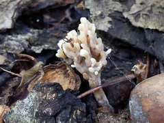 Thelephora anthocephala