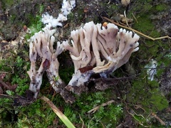 Thelephora anthocephala