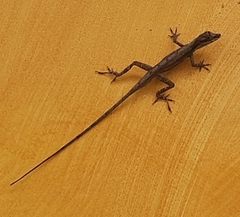 Anolis antonii