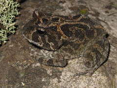 Proceratophrys cururu