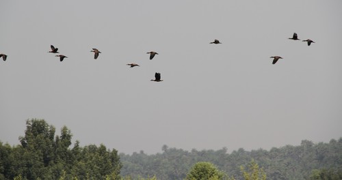 White-faced Whistling-Duck