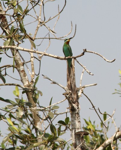 Blue-cheeked Bee-eater
