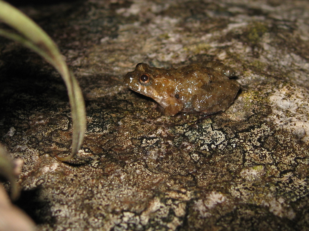 Minas Swamp Froglet