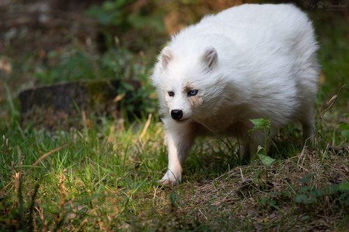 Mainland Raccoon Dog