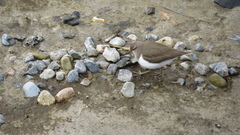 Actitis hypoleucos
