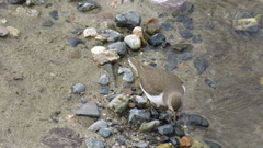 Actitis hypoleucos