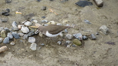 Actitis hypoleucos