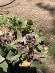 Tatochila mercedis mercedis