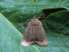 Amphipyra glabella