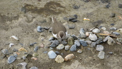 Actitis hypoleucos