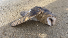 Tyto alba guttata