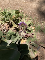 Tatochila mercedis mercedis