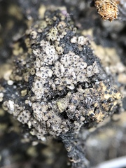 Endocarpon pallidulum