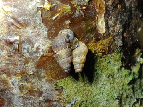 Parachondria dentata image