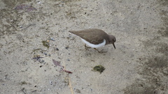 Actitis hypoleucos