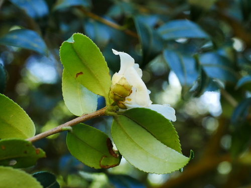 Camellia brevistyla (Camellia brevistyla)