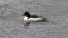 Mergus merganser