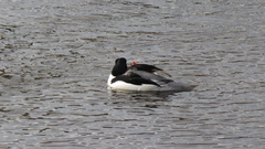 Mergus merganser