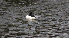 Mergus merganser