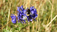 Bombus wurflenii