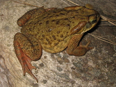 Rhinella rubescens