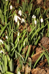 Galanthus nivalis