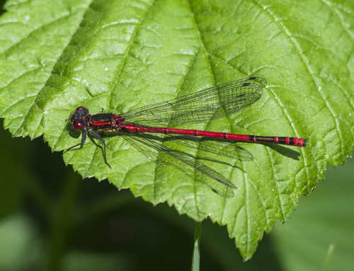 Large Red Damselfly, photo 8 of 10