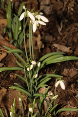 Galanthus nivalis