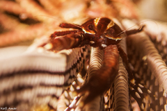 Allogalathea elegans