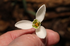 Galanthus nivalis