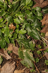 Capsella bursa-pastoris