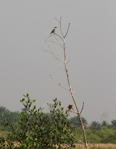 African Pied Kingfisher