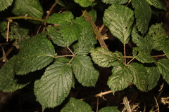 Rubus armeniacus