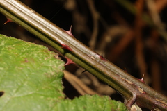 Rubus armeniacus