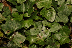 Hedera helix