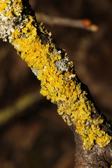 Xanthoria parietina