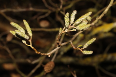 Alnus glutinosa