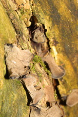 Auricularia auricula-judae