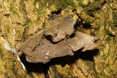 Auricularia auricula-judae